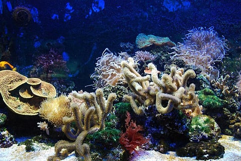 Corals are important for maintaining the nutrient cycle in oceans and regulating nitrogen underwater (Credit: Kevin Gessner/CC)