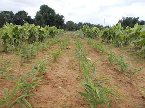 The photo shows the integrated farming of pineapple, ginger and chilli pepper with lac
Credit: author provided