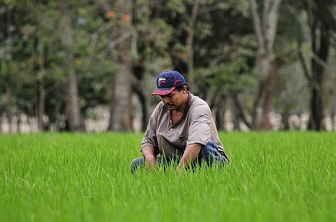 Agriculture contributes to 5 per cent of the region’s gross domestic product, 23 per cent of regional exports and employs 16 per cent of the population
Credit: Neil Palmer (CIAT)/Flickr