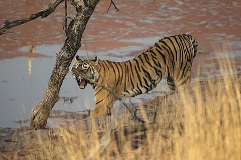 The tigress, who gave wildlife lovers a great number of stories to remember, inspired a flurry of documentaries. Credit: Rohit Varma/Flicker