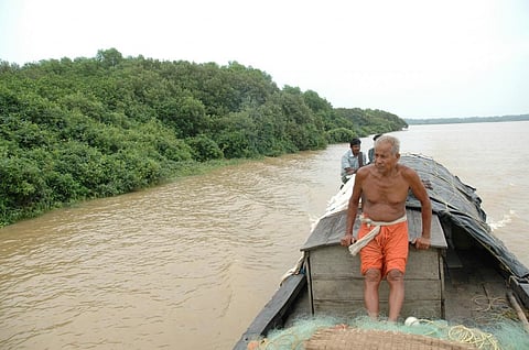 Mangroves are a salt-tolerant plant community found in tropical and sub-tropical regions (Credit: Kumar Sambhav Shrivastava/CSE)