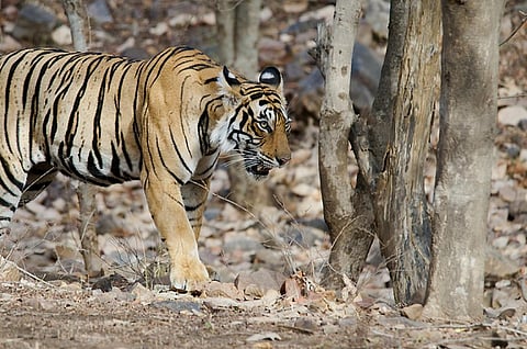 The penalty for committing wildlife offences has multiplied (Creative Commons)