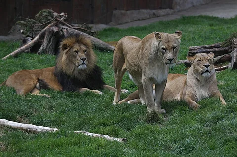 Understanding species at this level is vitally important in the fight against extinction Credit: Ronnie Macdonald/ Flicker