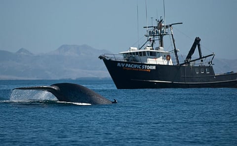 Noise interferes with communication system of marine species and also causes stress and health issues. Credit: Oregon State University/Flicker