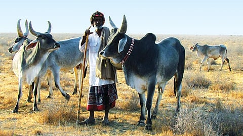 The Kankrej breed of cattle
from Gujarat is valued for both
milk and draught power (Courtesy: landscapes.org)