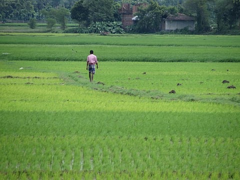 The farmer teaches students, researchers and farmers about natural way of farming Credit: Malcolm Manners /Flicker