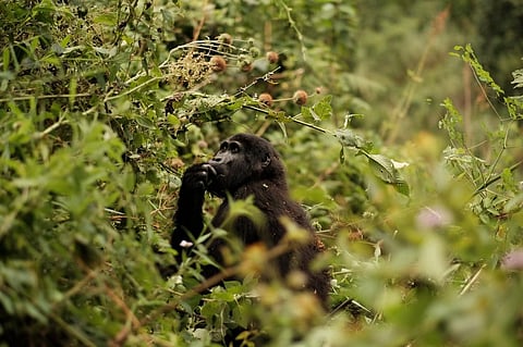 Four of the six great apes are now listed as Critically Endangered. Credit: Brian Harris/Flicker