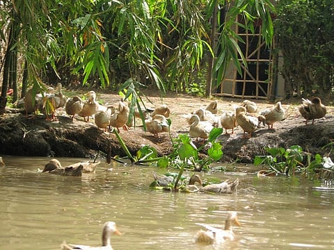 Huan will receive the “Model Farmer” award, along with others from Fiji, Mongolia, Pakistan and Thailand for her fight against climate change
Credit: Hector Garcia/Flickr