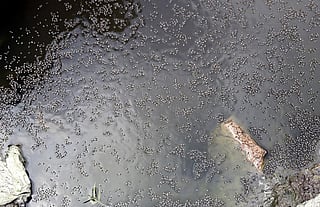 Are we losing the war on dengue, chikungunya and mystery fever?