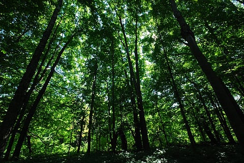 Are forests just an asset? (via Creative Commons)