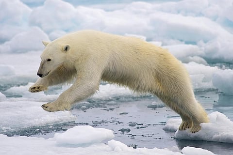 Polar bears depend on sea ice to hunt seals, their main prey (Photo courtesy: Arturo de Frias Marques, CC BY-SA 4.0, via Wikimedia Commons)