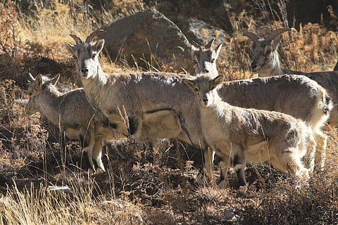 White-bellied musk deer are highly vulnerable because of the musk pod they carry in their abdomen (Photo: Surajit Das)