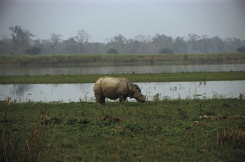 There have been a number of initiatives to protect both black and white rhinos from extinction
