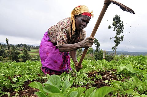 By 2020, one full-time African farmer will be expected to feed two urban dwellers. Credit: CIAT/ Flicker