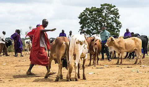 African livestock emissions could be as much as
two times lower than IPCC estimates (Photo: ISTOCK PHOTOS)