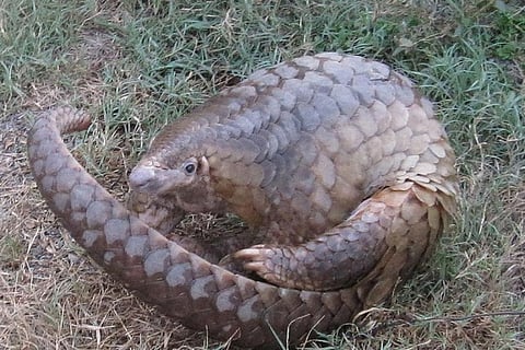Pangolins are the most trafficked wild mammal, with all eight species threatened with extinction due to poaching mainly for their scales used in traditional medicine
Credit: Wildlife Alliance/Flickr