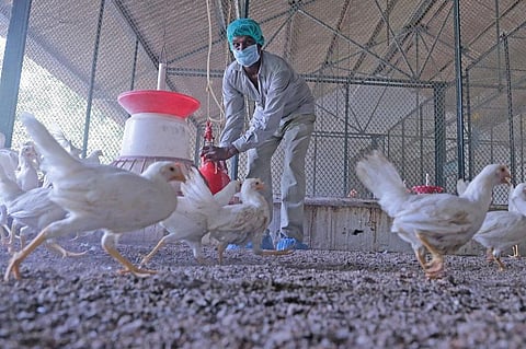 Antibiotics are routinely used for non-therapeutic purposes such as growth promotion or mass disease prevention in poultry, pig and fish farms (Photo: Vikas Choudhary)
