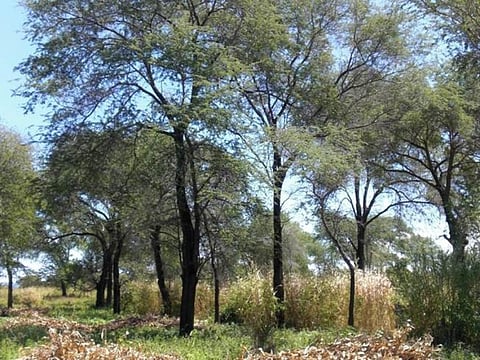 Farmers cultivate maize under the shade of Faiherbia albida. These trees provide land cover, maintain soil fertility by supplying nutrients, especially nitrogen, and also provide fodder for animals 
Credit: Author provided