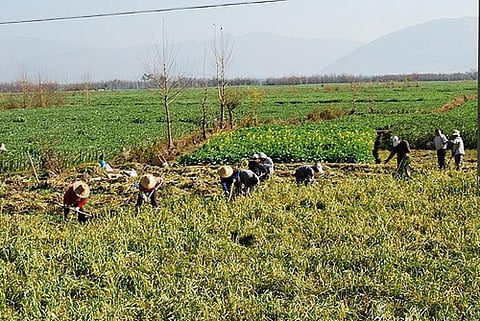 Under the UN Framework Convention on Climate Change, countries should regularly report their emissions from all sectors and this includes agriculture
Credit: egorgrebnev/Flickr