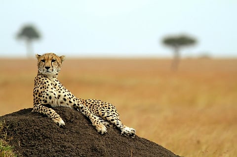 More than 80 per cent of cheetahs in Zimbabwe are now found in protected areas (Credit: iStock)
