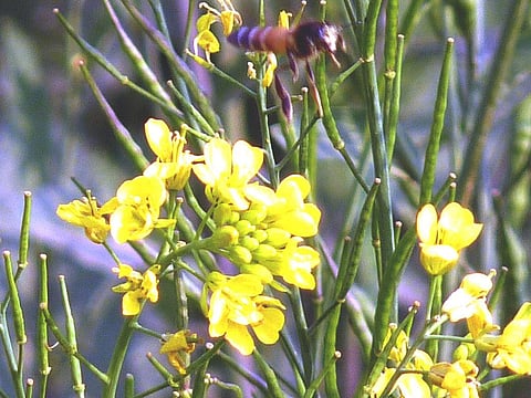 Over 60 per cent of honey is mustard honey, which means, bees mostly suck mustard flowers for preparing honey. Credit: Archit Ratan/ Flicker
