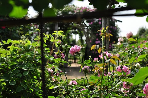 After warm winters, flowering may be delayed (Credit: yb_woodstock/Flickr)