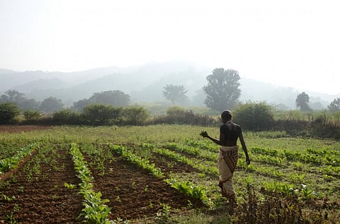 Farmers have not paid heed to the new flagship crop insurance scheme (Credit: iStock)