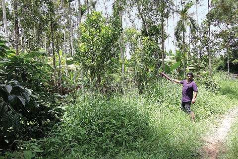 B P Ravishankar, a farmer in Kodagu, Karnataka, says he had to use water from tanks to irrigate his coffee plantation this year since the rainfall was insufficient (Source: Shrikant Choudary )