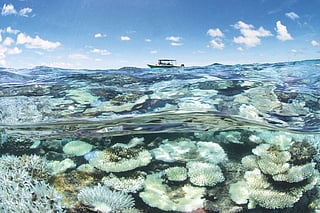 Coral bleaching in the Maldives in May 2016 (Photographs: Xl Catlin Seaview Survey)