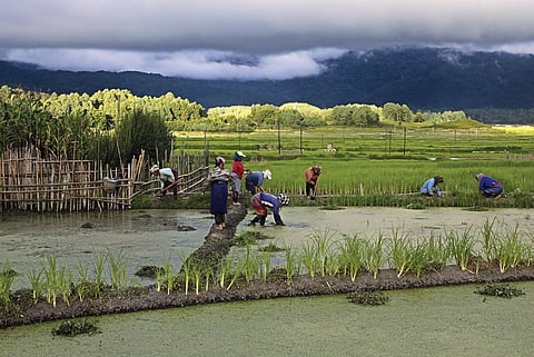 Terraced fields are landscaped on a slight
incline, so that the water runs into each
field at a high end and out at a low end.
The traditional rice cultivation is labourintensive
and does not require animals
or machines, yet the productivity is high (Photos: Vikas Choudhary)