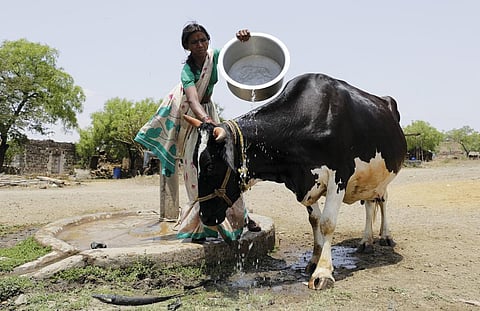 Bovine TB could be
responsible for up to
10 per cent of TB
cases in humans (Photo: Vikas Choudhary)