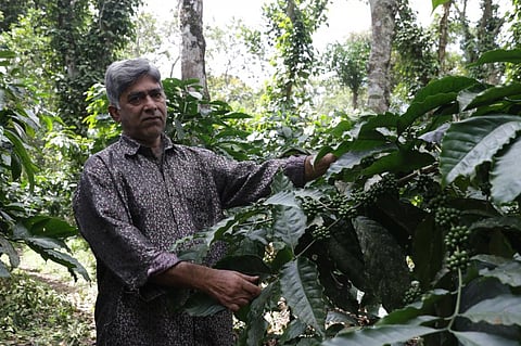 बढ़ते तापमान से बिगड़ता कॉफी का जायका, घटती पैदावार के बीच बढ़ी कीमतें
