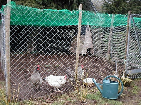 On October 24, two ducks died in Deer Park (Hauz Khas) and six Painted Storks died in Gwalior Zoo. Credit: Rhlan / Flicker