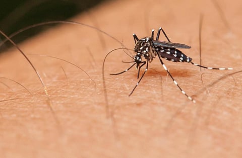 Malaria is one of the most widespread vector-borne diseases with 3.2 billion people—almost half the world’s population—at risk (Credit: iStock)