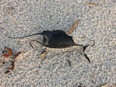 These adaptations are particularly important for species with long maturation times and low reproductive potential. Credit: Dan Century / Flicker