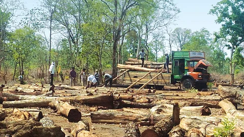 Felling activities by Forest Development Corporation of Maharashtra Ltd in Brahmapuri forest division (Photo: Shruti Agarwal)