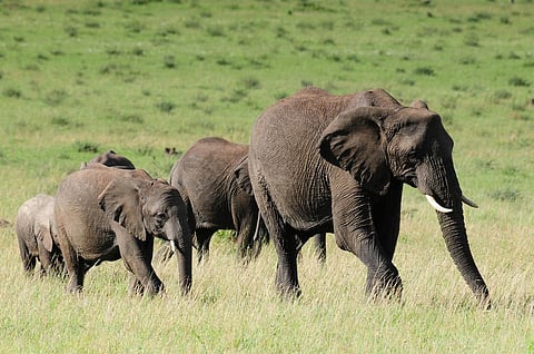 The annual anti-poaching costs to stop elephant decline across Africa’s 58 protected areas will be $26.5 million