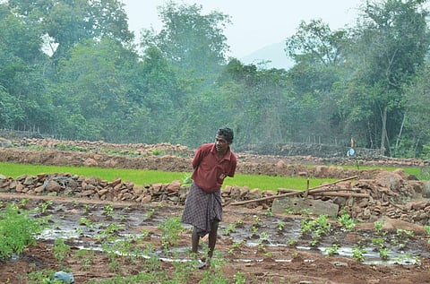 The Pauri Bhuyan community has
developed a unique irrigation system
that connects a water reservoir to tiny
patches of land via multiple conduits (Photo: Anupam Chakravartty)