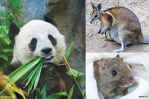 (Clockwise from
extreme left)
A Giant Panda,
Bridled Nailtail
Wallaby and
Greater sticknest
rat