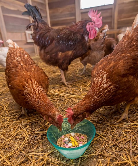 The conference focused on combating resistance from antibiotics use in food animals (Credit: iStock)