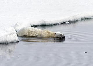 Effects of climate change are consistently visible in the form of increased global temperature—both over land and deep ocean. Credit: Christopher Michel / Flicker