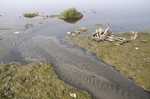 Efforts to address the Yamuna’s plight are critical because it has been classified as “ecologically dead”. Credit: Ajay Tallam / Flicker