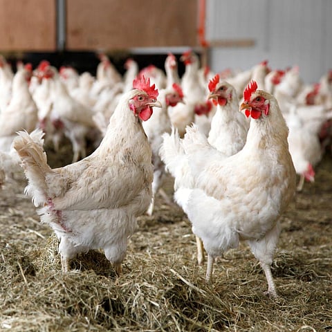 No mandatory bio-security standards have been notified for poultry farms in India
