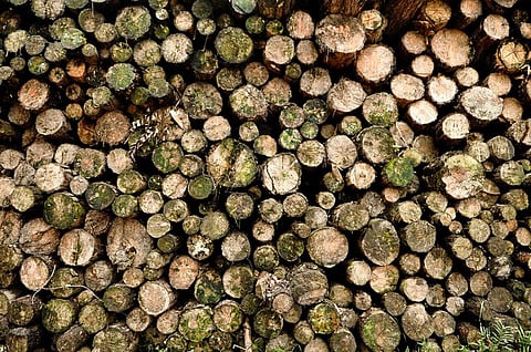 Illegal logging forms 15-30 per cent of the total global trade in timber (Credit: Wagner T Cassimiro/CSE)