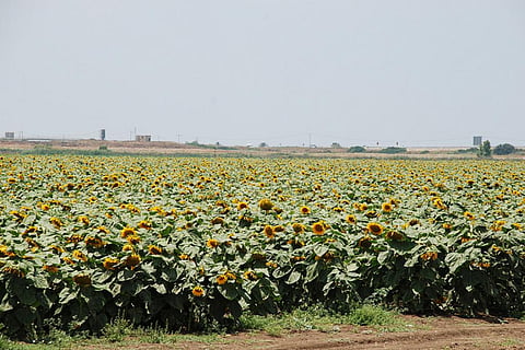 Most countries consider agriculture among their adaptation or mitigation priorities to help limit global temperature rise (Credit: Flickr)