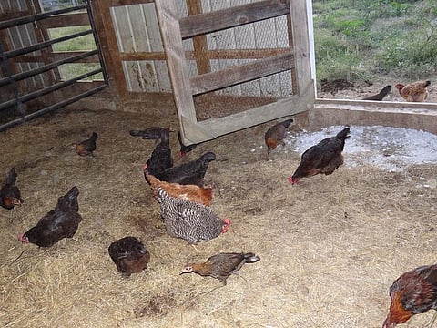 The global action plan to combat AMR adopted by the World Health Organization (WHO) in May 2015 requires all member countries to submit national action plans by May 2017
Credit: Shannon McGee/Flickr