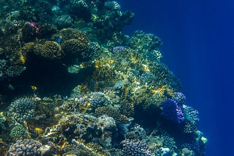 Changes in ecological processes may compromise the ecosystem’s capacity to help us mitigate and adapt to climate change (Credit: iStock)