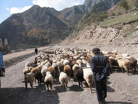 Undergrazing can be as great a threat as overgrazing when it comes to environmental degradation as a result of climate change
Credit: Revolution_Ferg/Flickr