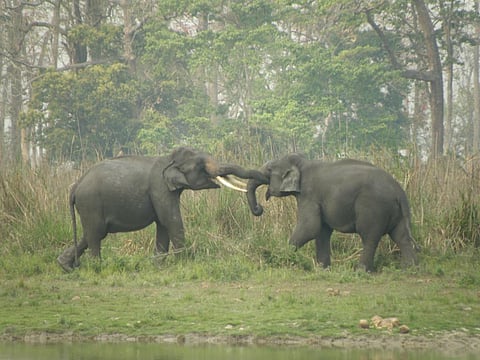 Two elephants in Assam's Kaziranga National Park (Credit: CSE)