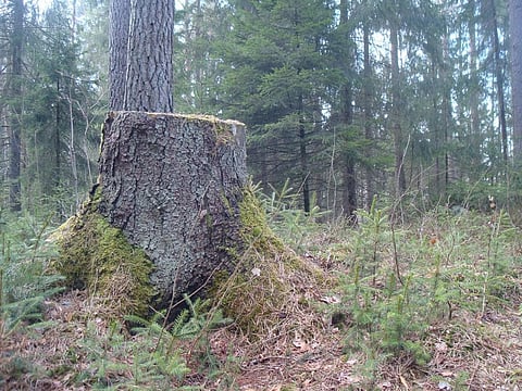 There’s no law to make it obligatory for European bioenergy plants to prove that their wood products are sustainably sourced. Credit: David J/ Flicker